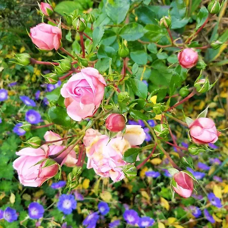 Klosterhof Eggenreute * Wangen im Allgäu